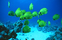 Golden butterflyfish shoal (Chaetodon semilarvatus) Red Sea