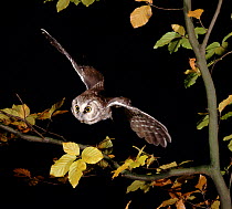 Tengmalm's Owl in flight, Germany