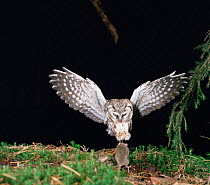 Tengmalm's Owl (Aegolius funerus) pouncing on mouse,  Germany