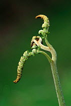 Unfurling frond of bracken (Pteridium aquilinum) Scotland