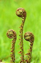 Unfurling fronds of Male fern (Dryopteris filix mas) Scotland
