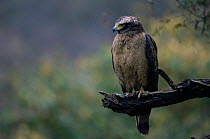 Crested Serpent Eagle (Spilornis cheela) Ranthambore NP, India