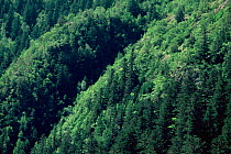 Mixed woodland in the Aigues Tortes - St. Mauricio NP, Pyrenees, Spain