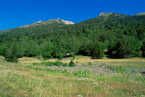 Aigues Tortes - St. Mauricio National Park, grassland meadow and coniferous woodlands, Pyrenees, Spain.