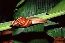 African snail. India (Achatina sp) From a snail garden discovered on the New Delhi Ridge