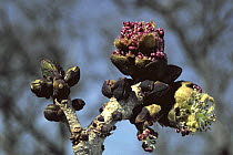 Close-up of buds on an Ash tree (Fraxinus excelsior) Scotland UK