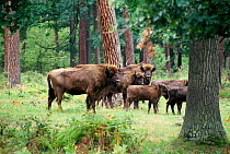 European Bison in Bialowieski NP (Bison bonasus) Poland