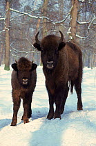 European Bison in Bialowieski NP (Bison bonasus) Winter, Poland