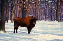 European Bison in Bialowieski NP in winter, Poland