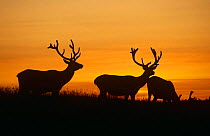 Red Deer {Cervus elaphus} silhouettes at sunset, Poland