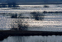 Sunlight on flooded wetlands in Spring, Biebrzanski NP, Poland