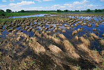 Marshes near River Bug, Nadbuzanski Park, Poland