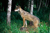 Grey Wolf (Canis lupus)  male in Mazurski Park Poland