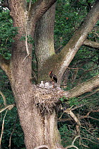 Black Stork {Ciconia nigra} adult with chicks at nest, Podlaski Park, Poland.