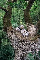 Black Stork {Ciconia nigra} nest with chicks, Podlaski Park, Poland.