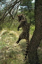 Small Spotted Genet (Genetta genetta) trapped, hanging by noose from tree, Spain