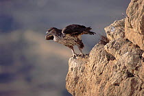 Bonelli's eagle female taking off from rock, Alicante Spain