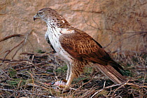 Bonelli's eagle, male on nest with prey, Spain
