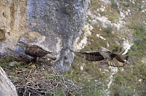 Bonelli's eagle {Hieraaetus fasciatus} female at nest with chick, male returning to nest, Spain