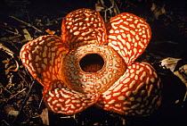 Rafflesia flower, Borneo