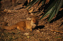 Indian Grey / Common mongoose (Herpestes edwardsi) India