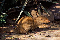 Indian Grey / Common mongoose (Herpestes edwardsi)  North Delhi Ridge Forest, India