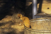 Indian Grey / Common mongoose (Herpestes edwardsi) emerging from dustbin, Delhi, India