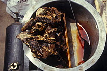 Oil of Indian spiny tailed lizard (Uromastyx hadwickii) for sale at market, Delhi, India