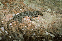 Giant / Duvaucel's gecko (Hoplodactylus duvauceli) Poor Knight's Island, New Zealand