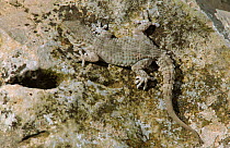 Common / Moorish Gecko camouflaged on rock (Tarentola mauritanica) Spain