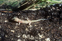Turkish gecko (Hemidactylus turcicus) juvenile, Spain