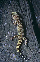 Turkish Gecko climbing tree (Hemidactylus turcicus) Spain
