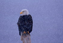 American Bald Eagle in snow,  Alaska