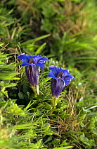 Stemless gentian in flower (Gentiana clusii) SWITZERLAND