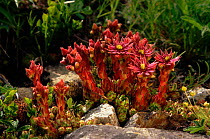 Mountain houseleek flowering in rock crevice. (S.montanum) Swiss Engadine