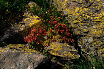Mountain houseleek flowering in rock crevice. (S.montanum) Swiss Engadine