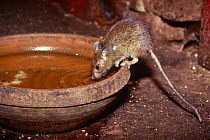 Black rat {Rattus rattus} drinking from bowl in Hindu temple. Bikaner, Rajasthan, India