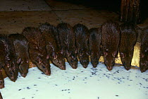 Black rats {Rattus rattus} drinking from bowl in Hindu temple. Bikaner, Rajasthan, India