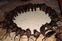 Black rats drink from bowl in a temple. (R.rattus) Bikaner,INDIA Rhajsathan