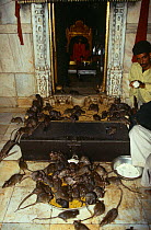 Black rats {Rattus rattus} swarm over food bowls in Hindu temple. Bikaner, Rajasthan, India