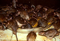 Black rats swarm over food bowl in temple, Bikaner, Rajasthan INDIA