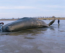 Dead sperm whale (Physeter macrocephalus) washed up on Heacham Beach, Norfolk, 1990s