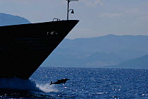 Common dolphin (D delphis) bow riding cargo ship, Gibralter Strait