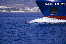 Common dolphin bow riding cargo ship {Delphinus delphis} Gibralter Strait