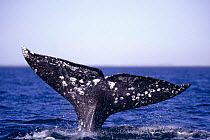 Grey whale 'fluking up' before a deep dive (Eschrichtius robustus) Pacific, San Ignacio lagoon, Baja-California, Mexico