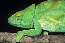 Parson's chameleon (Chamaeleo / Calumma parsonii) portrait, Madagascar