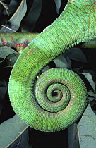 Parson's chameleon's tail (Chamaleo parsonii) Madagascar