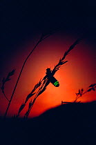 Glow Worm beetle female glowing at sunset to attract mate, Devon England (Lampyris noctiluca)