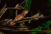 Chameleon {Chamaeleo nasutus} perching on a twig, Madagascar.