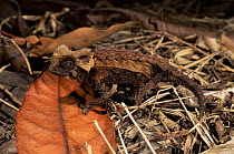 Stump-tailed Chameleon {Brookesia permeata} Madagascar.